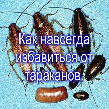 Избавление от тараканов в домашних условиях Избавление от тараканов в домашних условиях